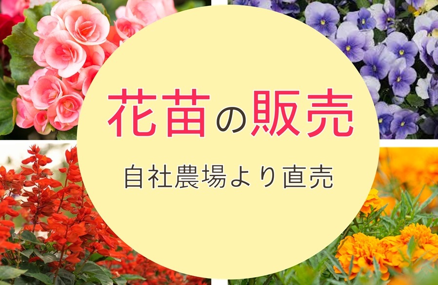 花苗.jpg